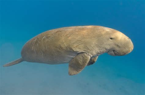 dugong fish|Dugong Animal Facts .